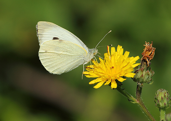 id farfalla - Pieris brassicae